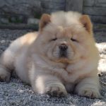 Nivetha-female-chow-chow-puppy-for-sale-1 (3)
