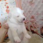 Nix-male-Pomsky-puppy-for-sale-1