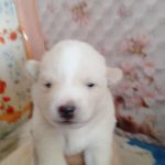 Nix-male-Pomsky-puppy-for-sale-2
