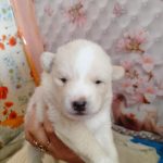 Nora Pomsky