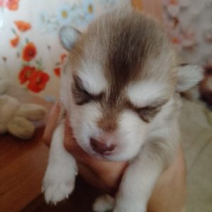 Nora Pomsky