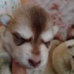 Nora-female-Pomsky-puppy-for-sale-2