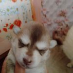 Nora-female-Pomsky-puppy-for-sale-4