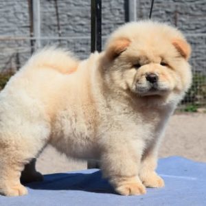 Norgina Chow-Chow