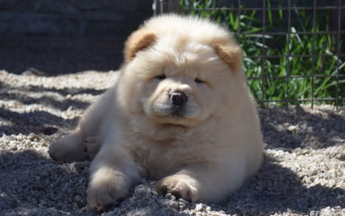 Chow Blue Heeler Mix Puppies Australian Cattle Dog Rottweiler Mix