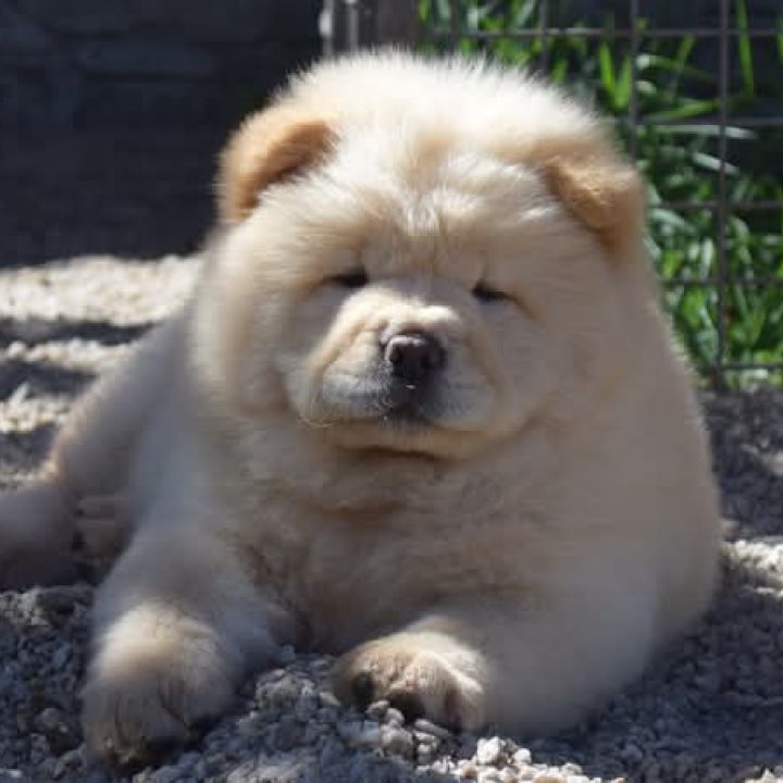 Chow Pomeranian Mixed With Chow Chow Pomeranian Mix Breed