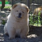Norgina-female-chow-chow-puppy-for-sale-1 (3)