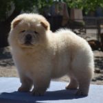 Norgina-female-chow-chow-puppy-for-sale-1 (4)
