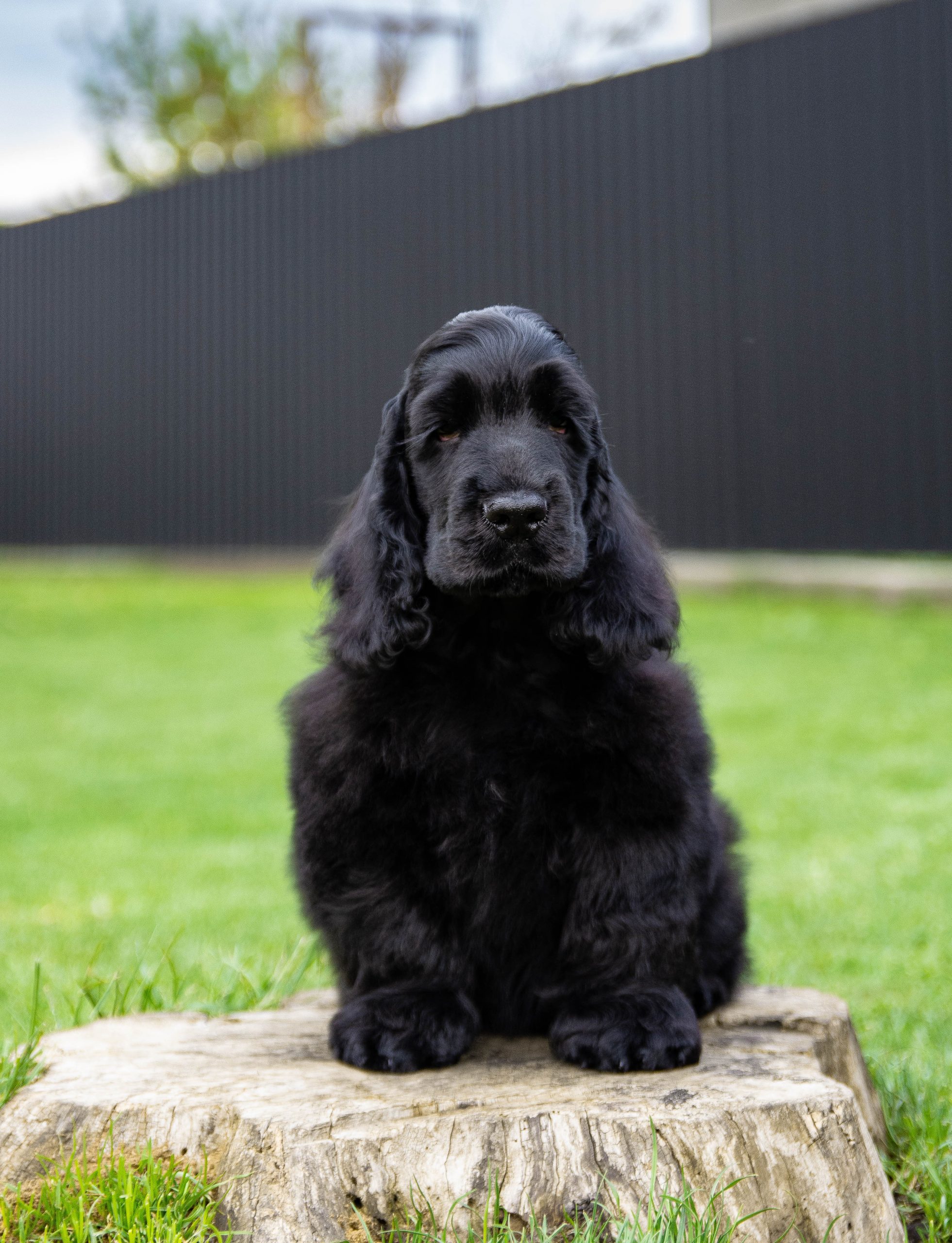 Top black cocker spaniel puppy for sale New Arrivals