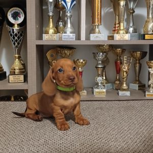 Odie