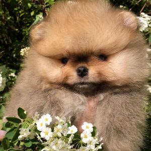 Ofelia Pomeranian