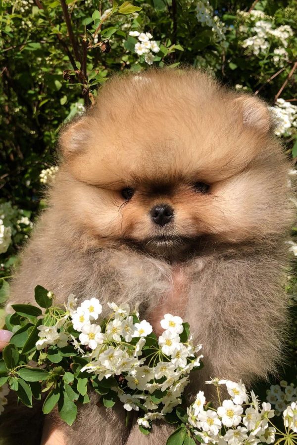 Ofelia Pomeranian
