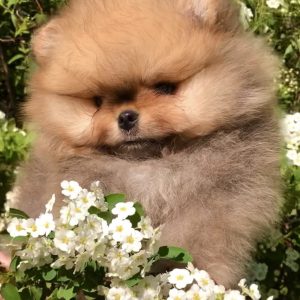 Ofelia Pomeranian