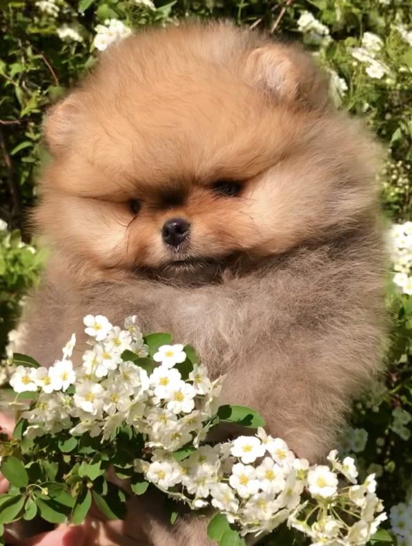 Ofelia Pomeranian