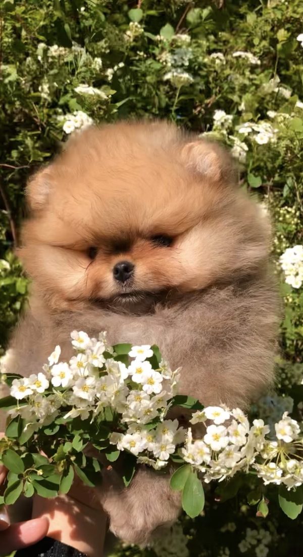 Ofelia Pomeranian
