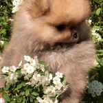Ofelia-female-Pomeranian puppy-for-sale-4