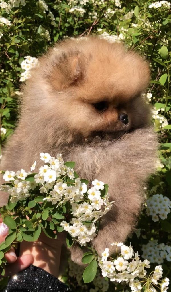 Ofelia Pomeranian