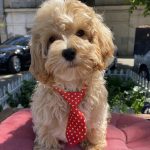Snoop Maltipoo