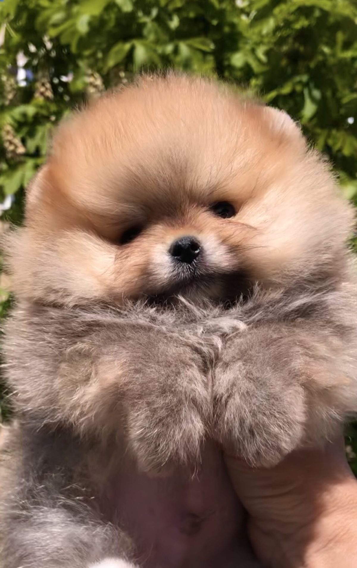 Golden Pomeranian Puppy Pomeranian Golden Puppy Pomeranian Puppies