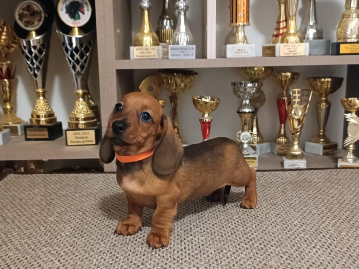 Wiener Dog Mini Sausage Puppies For Sale Miniature Sausage Dog