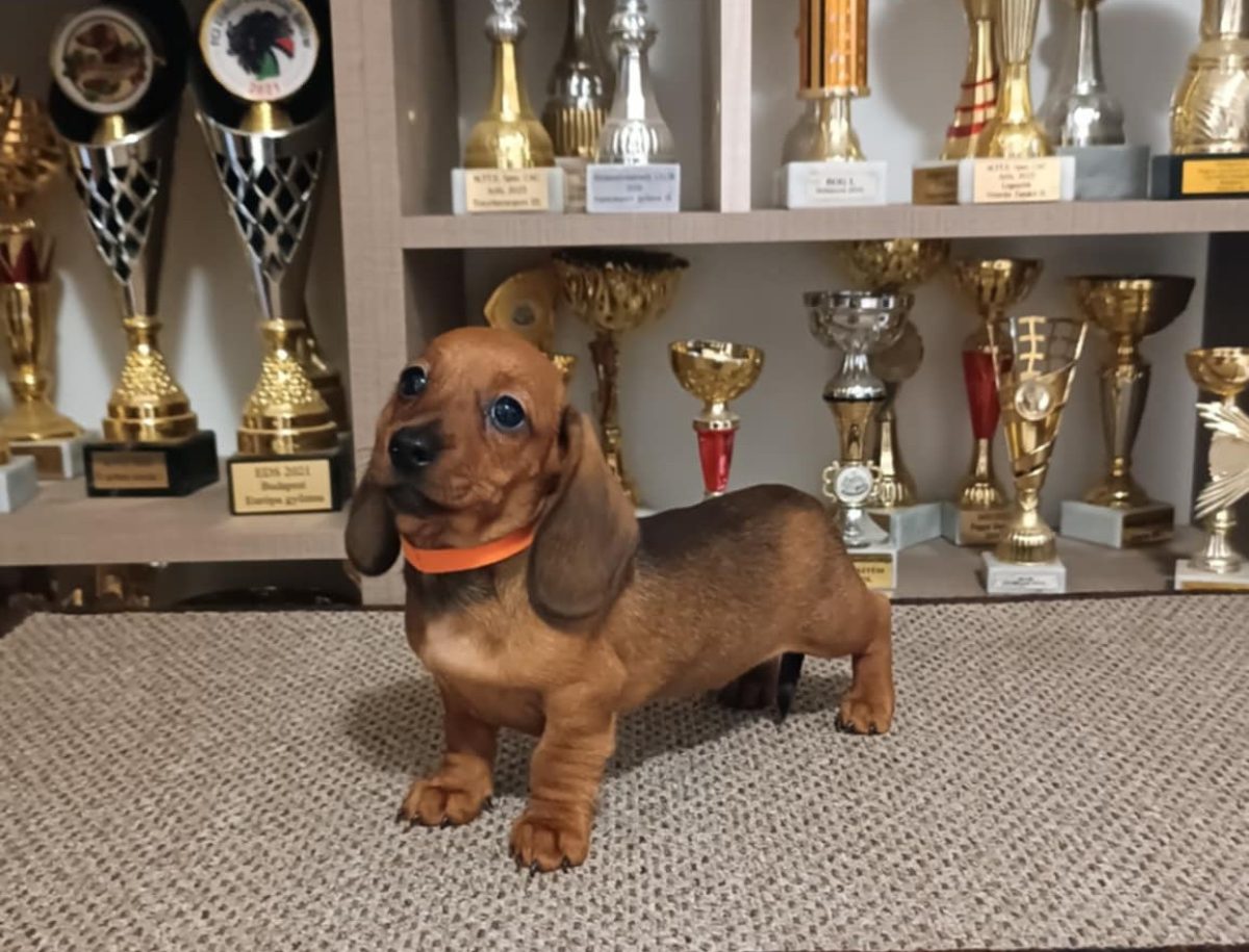 Teacup Dachshund Price Wiener Dog Price Miniature Dachshund Dogs