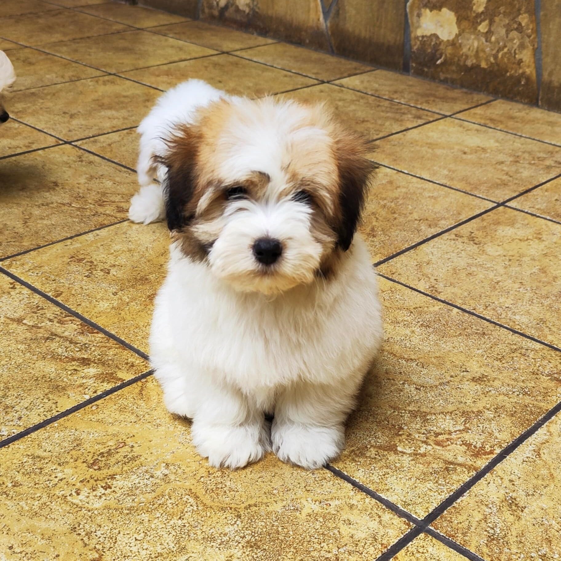 Tulear Mix Coton Puppies Near Me Havanese Coton De Tulear Puppies