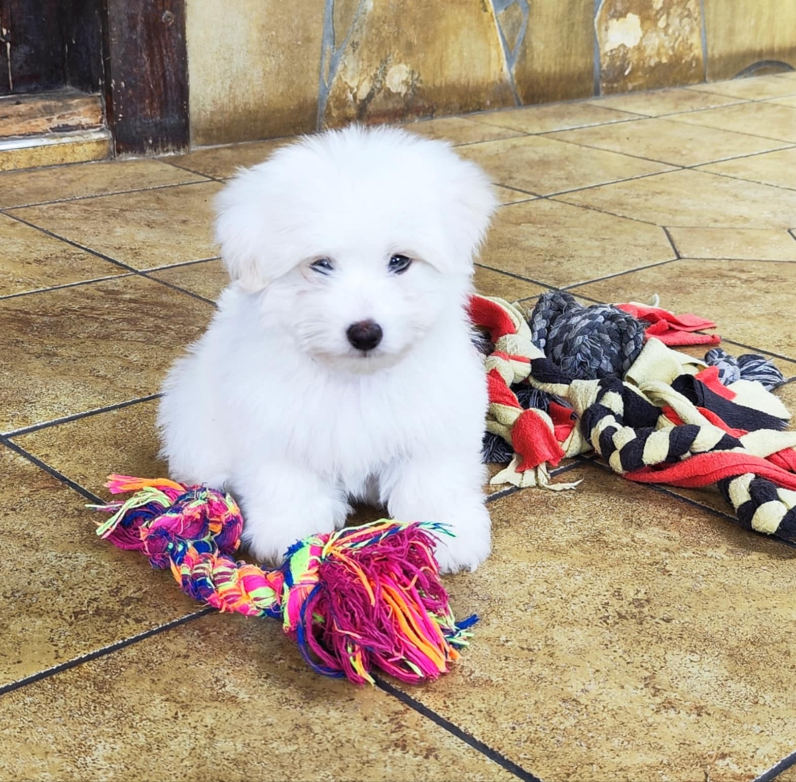 Coton De Tulear Puppies Available Now Aquagenius English Cream