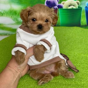 Quincy Maltipoo