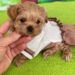 Quiza Maltipoo