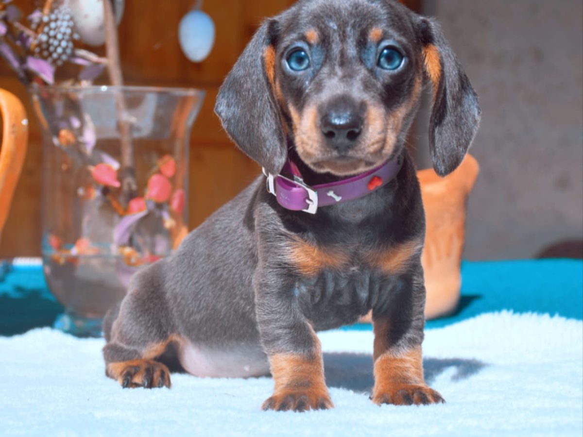 Wiener Dog Beagle Dachshund Mix For Adoption Dachshund Mix Long