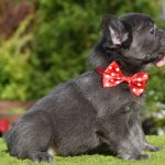 Rinna-female-french-bulldog-fluffy-puppy-for-sale-1 (1)