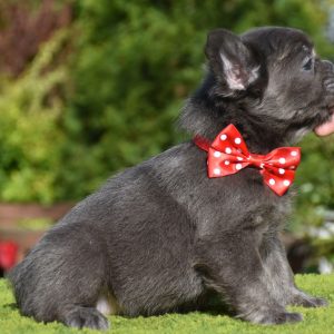 Rinna Fluffy French Bulldog