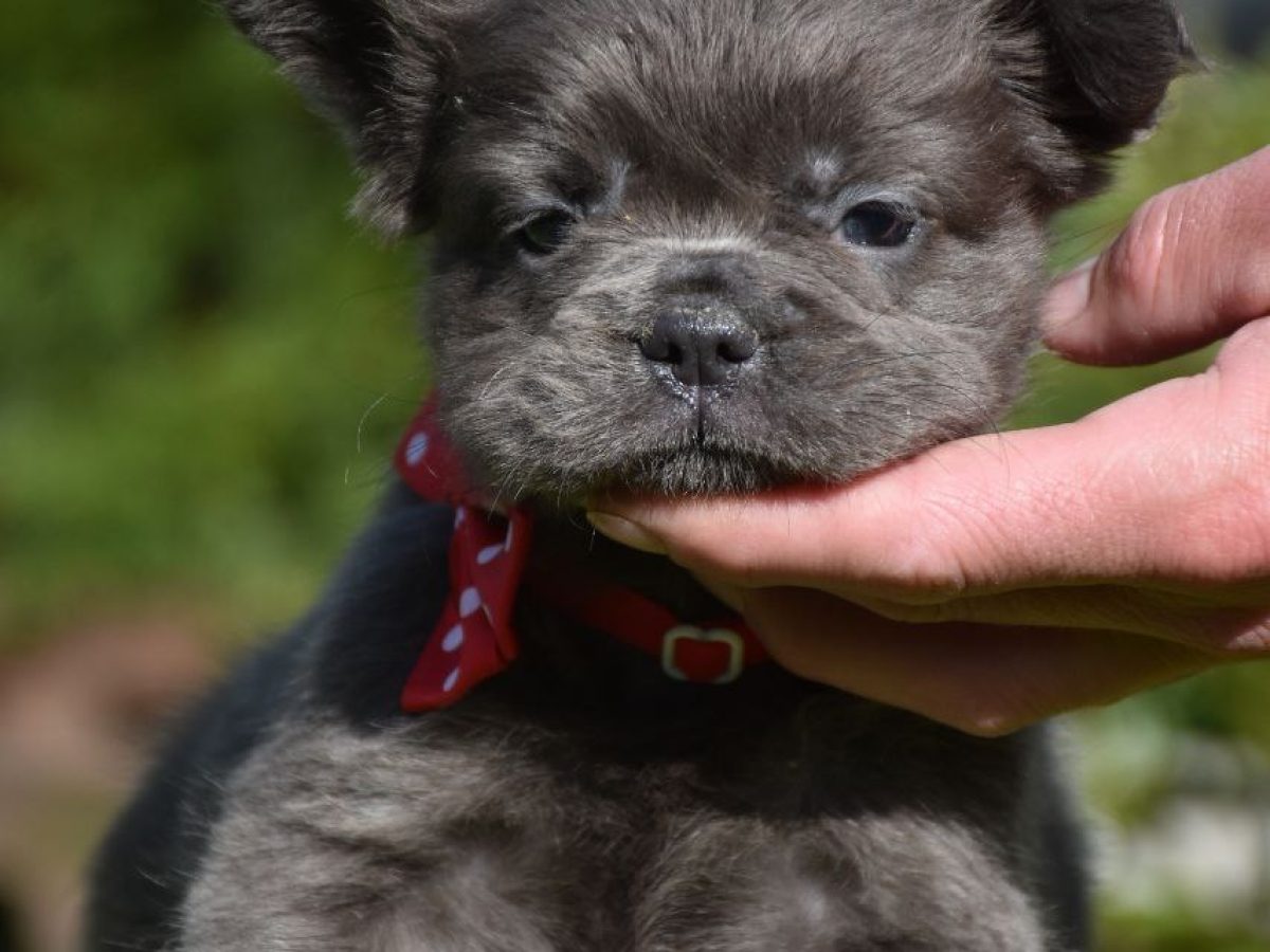 Brindle Bulldog Frances Fluffy Fluffy French Bulldog Dogs And