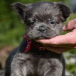 Leila Fluffy French Bulldog
