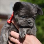 Rinna-female-french-bulldog-fluffy-puppy-for-sale-1 (3)