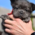 Rinna-female-french-bulldog-fluffy-puppy-for-sale-1 (4)