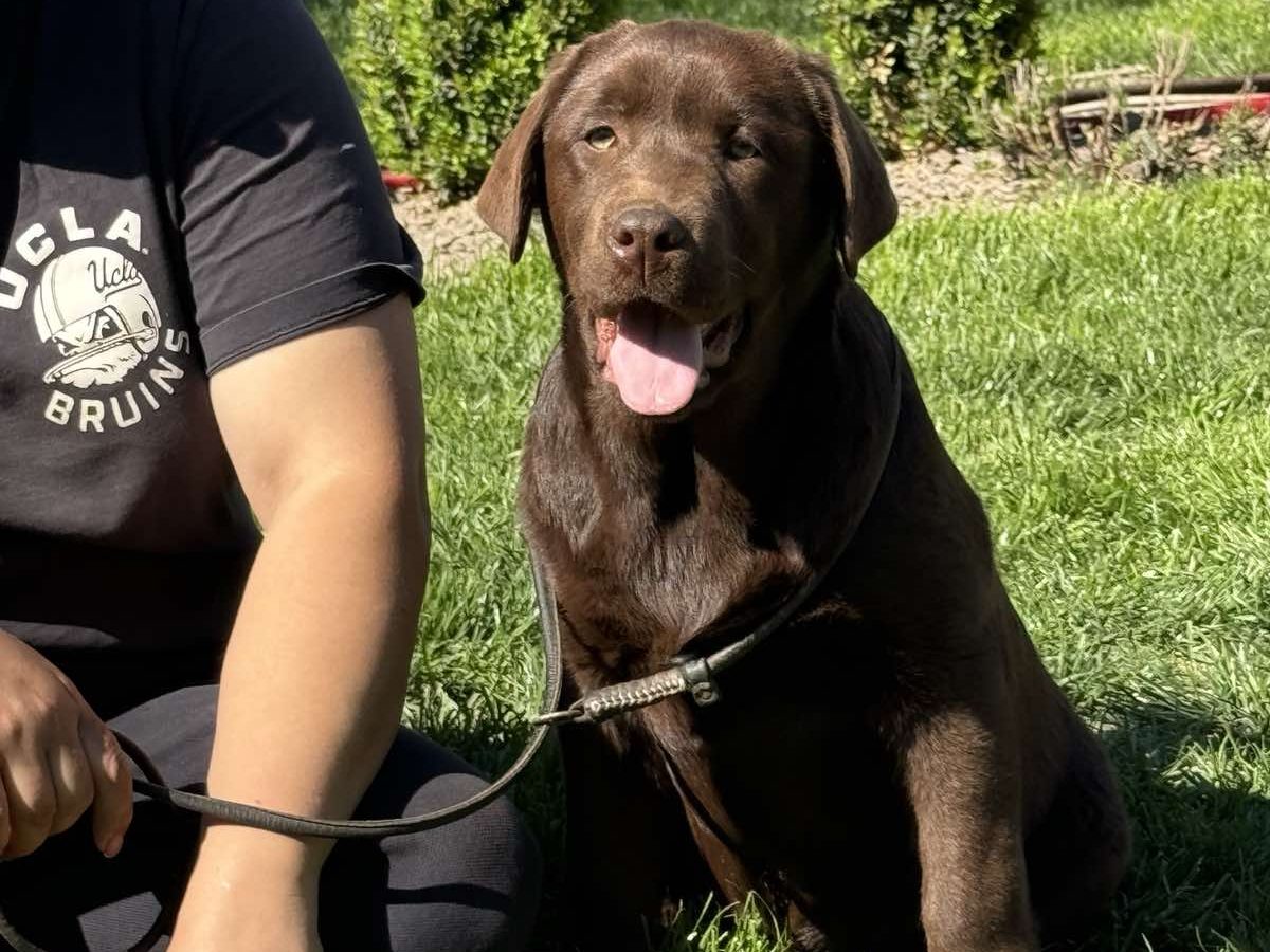 Chocolate Lab Male Chocolate Lab Akc Labrador Puppies English