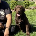 Rosalia Labrador Retriever