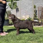 Roger-male-labrador-retriver-puppy-for-sale-1 (2)