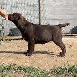 Rosalia-female-labrador-retriver-puppy-for-sale-1
