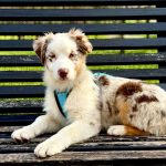 Sars-male-Australian-Shepherd-puppy-for-sale-1