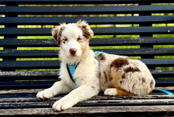 Sars Australian Shepherd