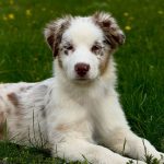 Sars-male-Australian-Shepherd-puppy-for-sale-2