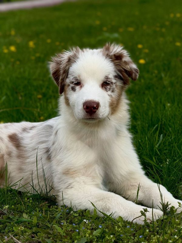 Sars Australian Shepherd
