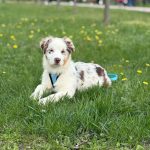 Sars-male-Australian-Shepherd-puppy-for-sale-3