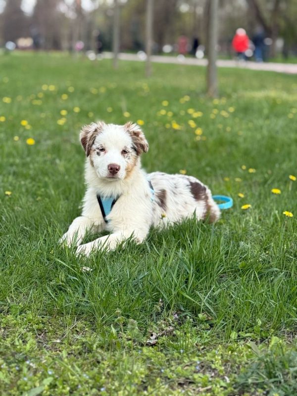 Sars Australian Shepherd