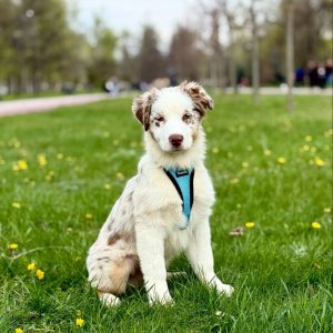 Sars Australian Shepherd