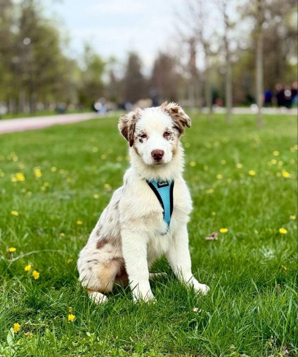 Sars Australian Shepherd