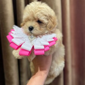 Sassy Maltipoo