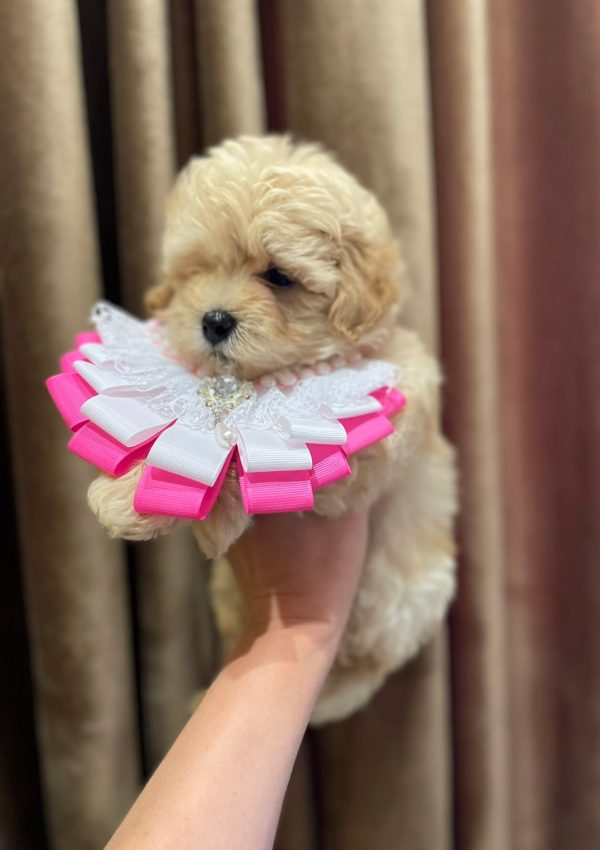Sassy Maltipoo